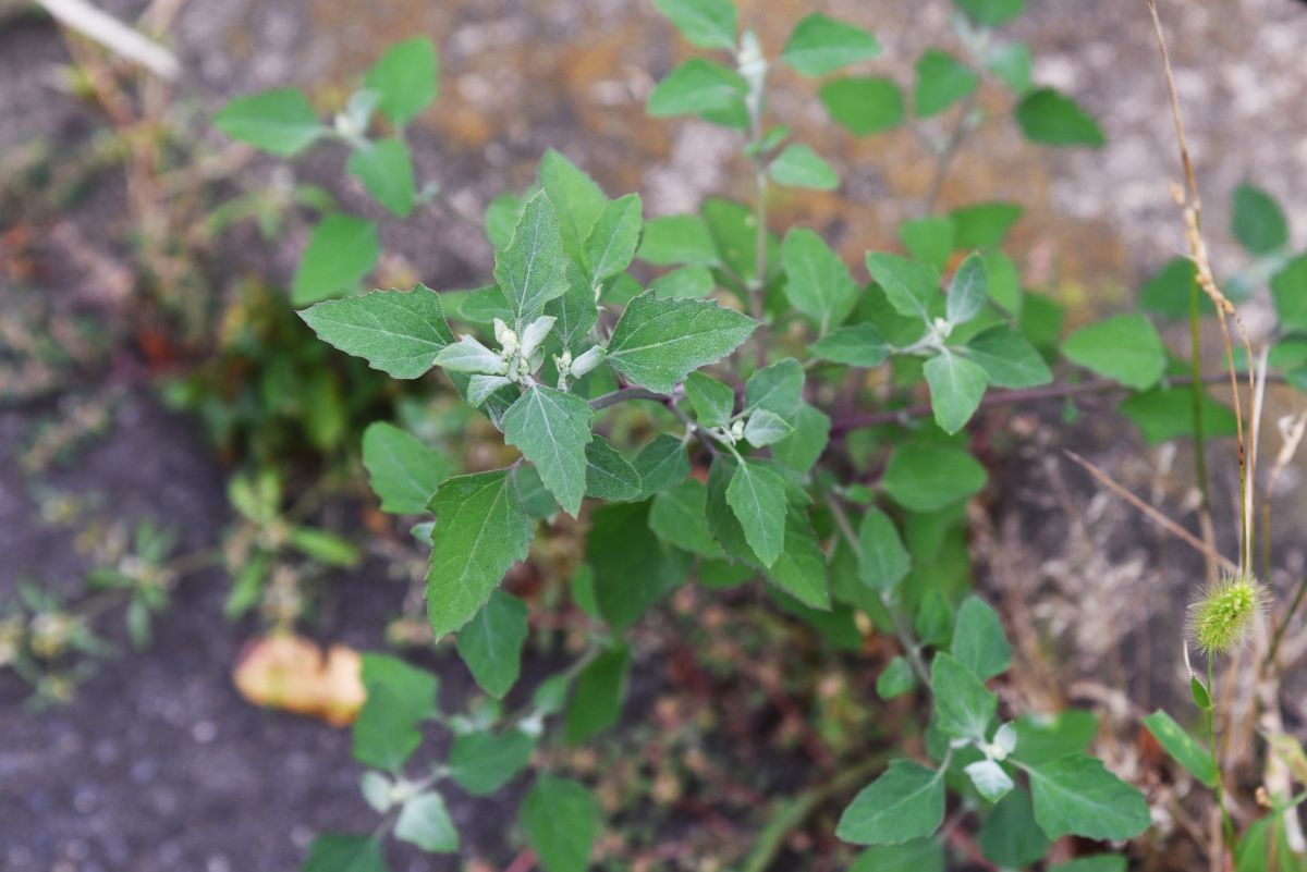 Young lamb's quarter, an edible weed