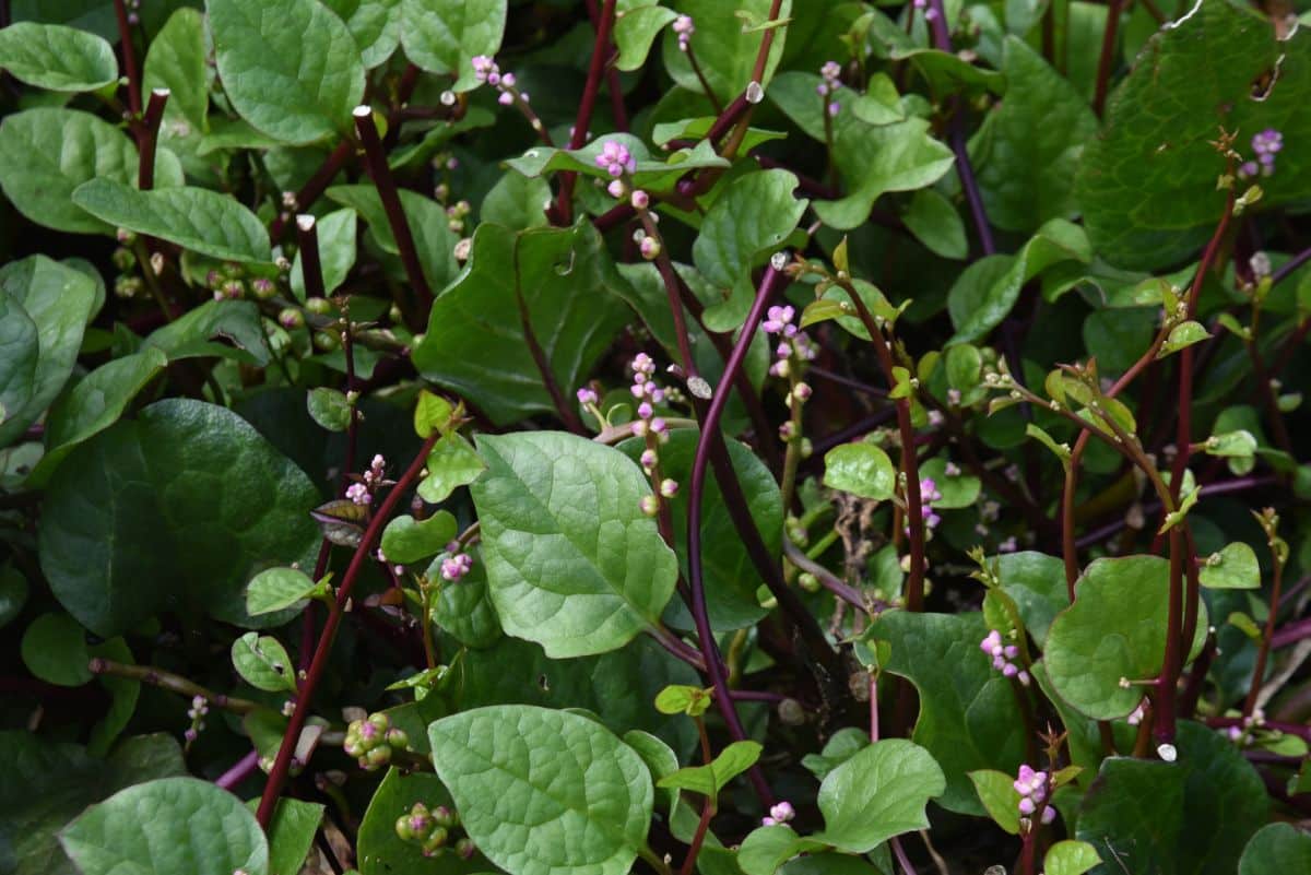 Leafy greens grow below shady trees