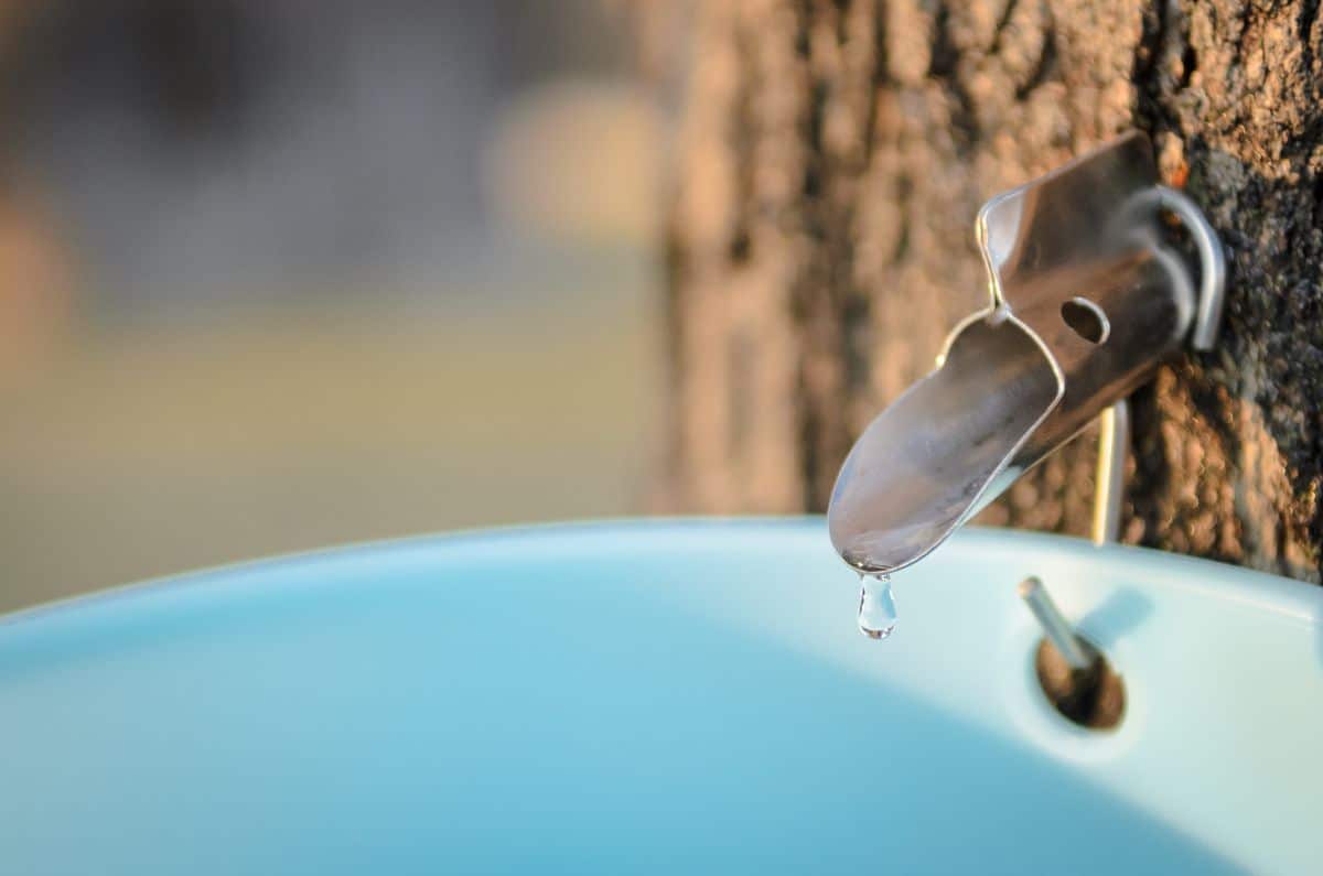 A drop of maple sap drips from a spile into a bucket