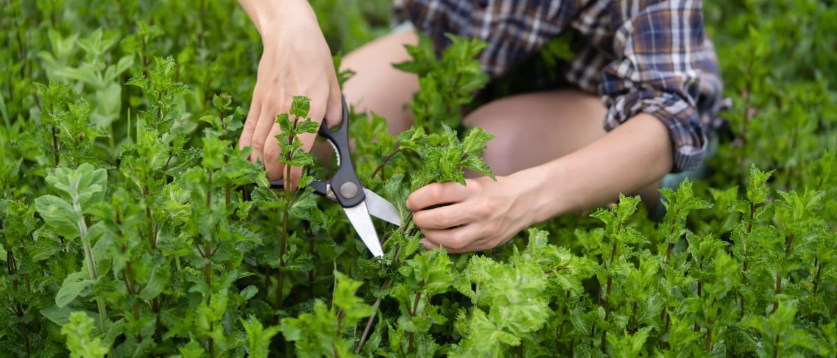 A woman harvesting mint from the middle of a large mint patch