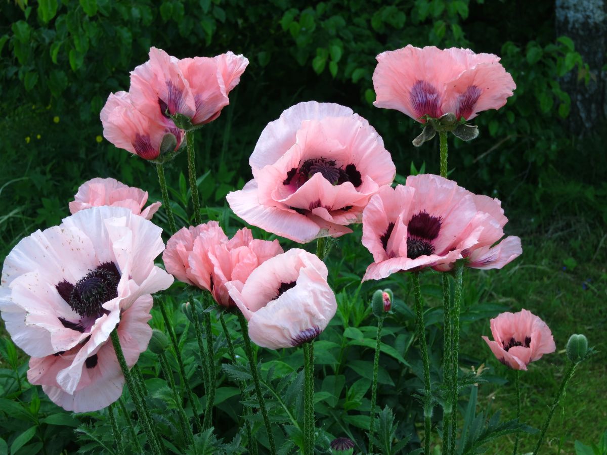 Perennial oriental poppies will return every year with little care