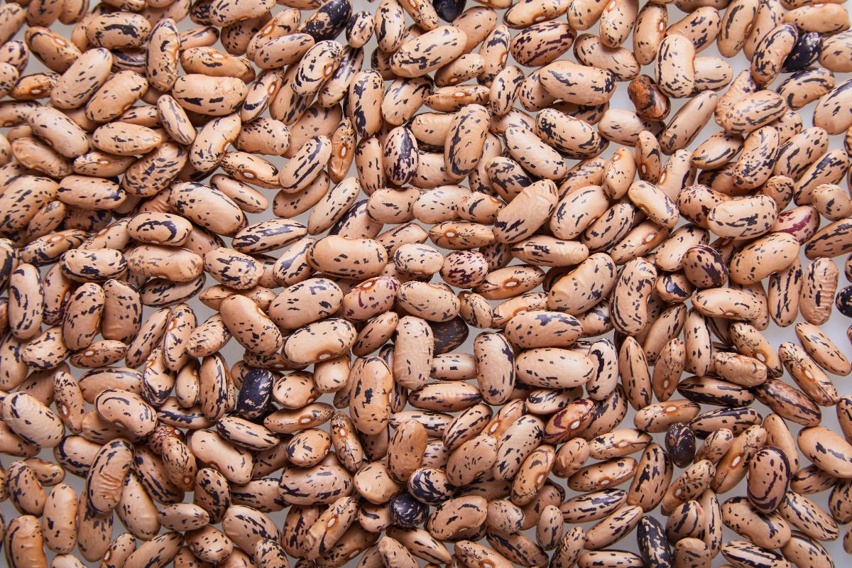 Brown and black pinto beans, variety Quincy pinto