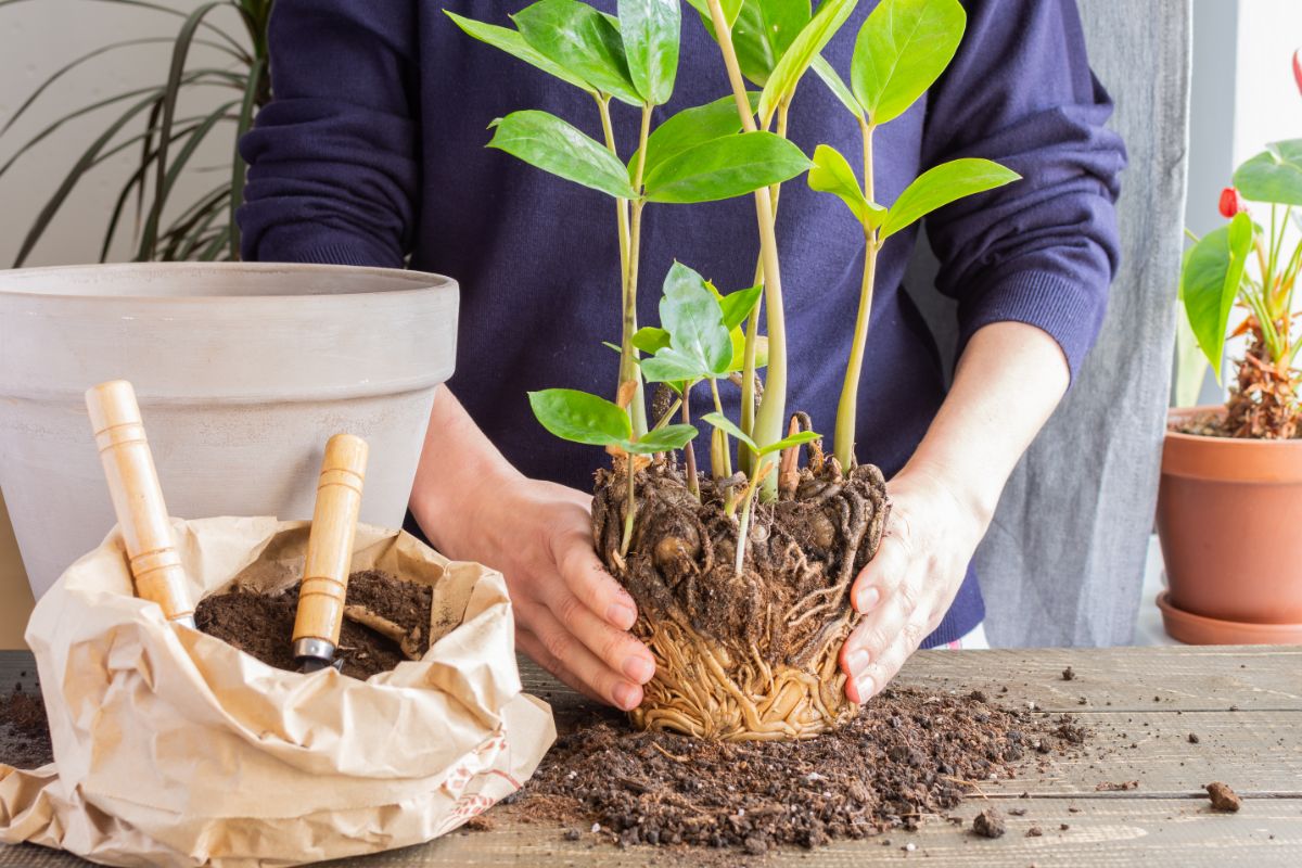 Soil is removed from a root ball to make room for new soil