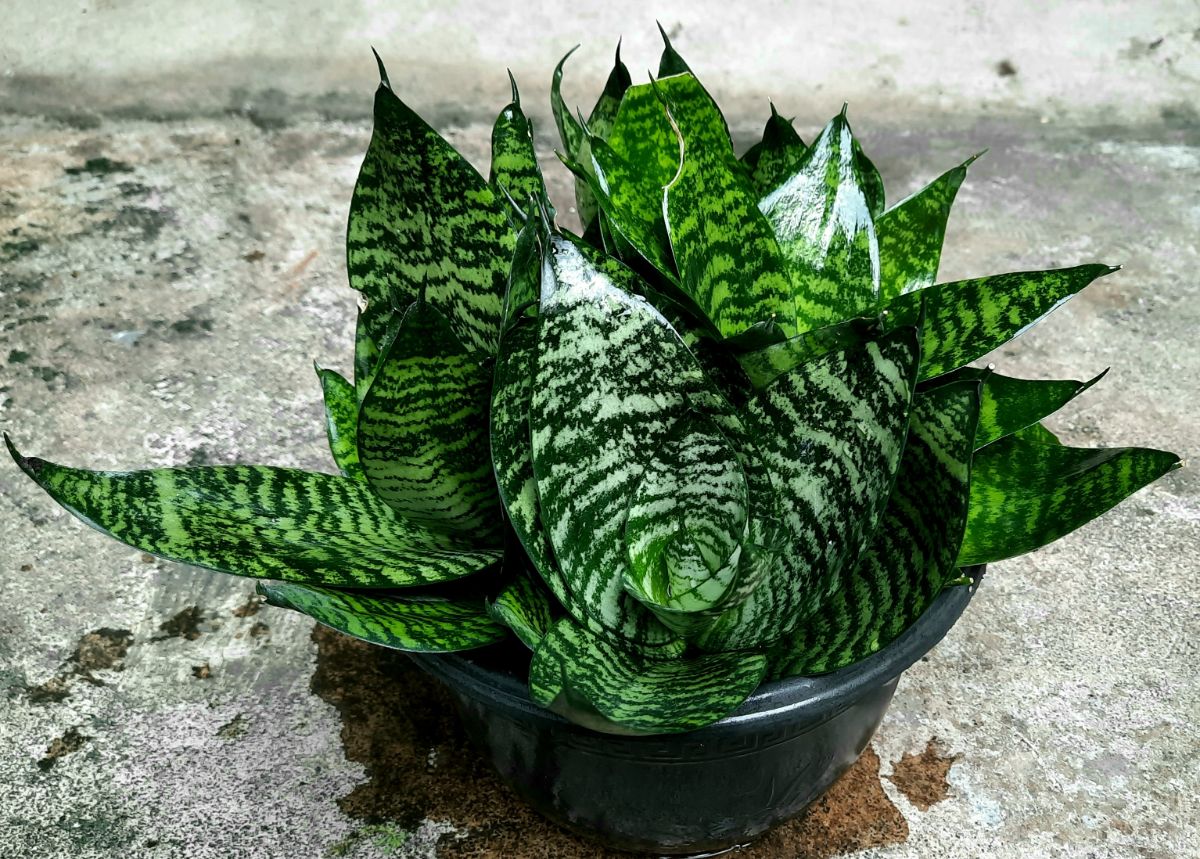 Snake plants propagated from cuttings look like the parent plant