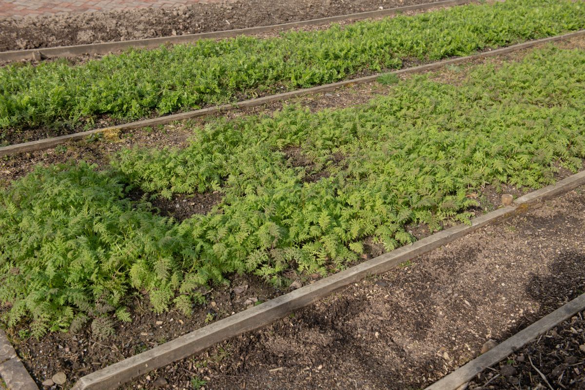 Cover crops are grown to improve clay soil