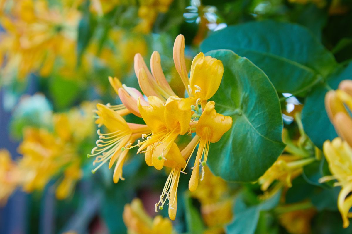 A yellow honeysuckle species