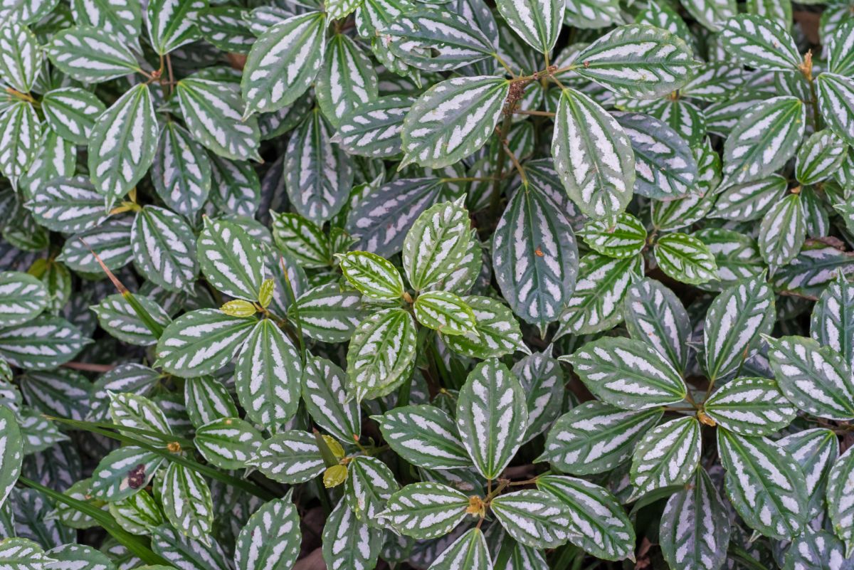 Silvery green leaves of Aluminum plant