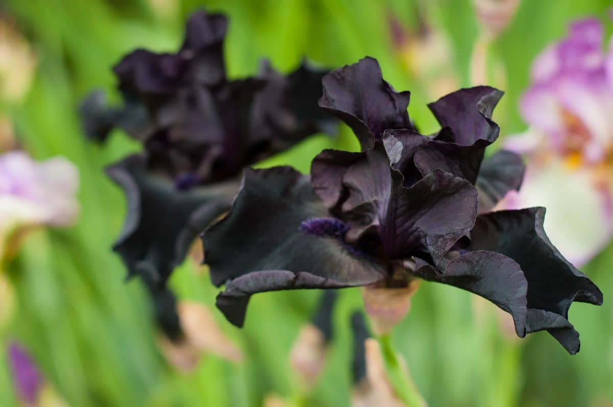 Before the Storm purple-black iris