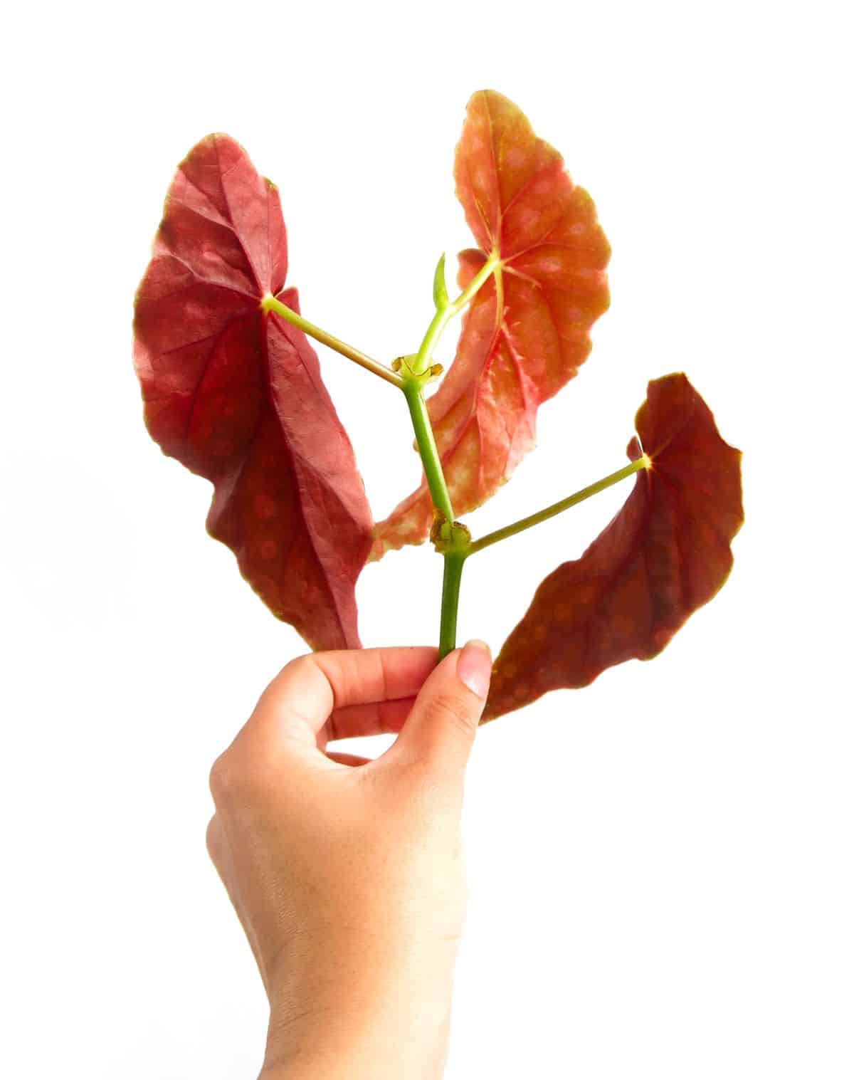 A woman holding a section of begonia stem for propagating