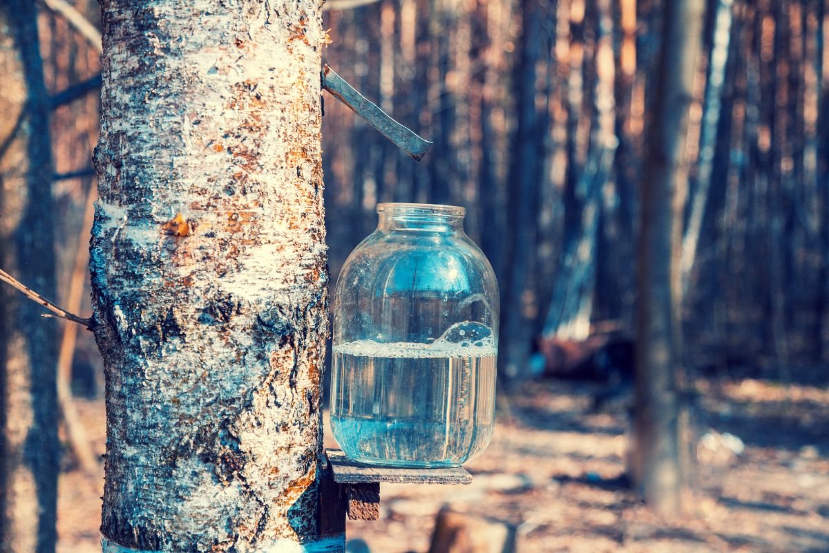 A glass jar sits in a shelf collecting maple sap