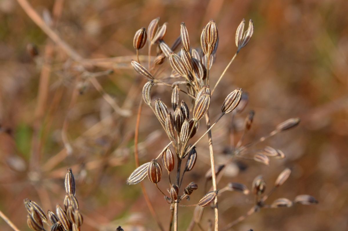 Dried caraway seeds on a sten