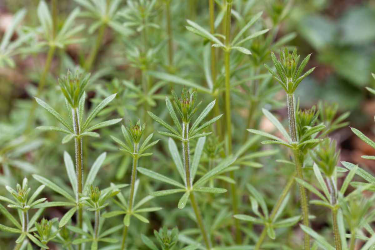 Up close look at bedstraw