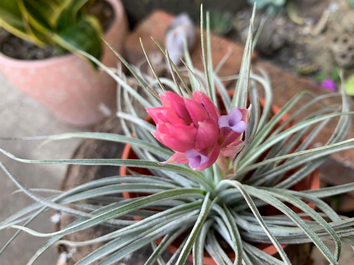 Cotton Candy hybrid air plant