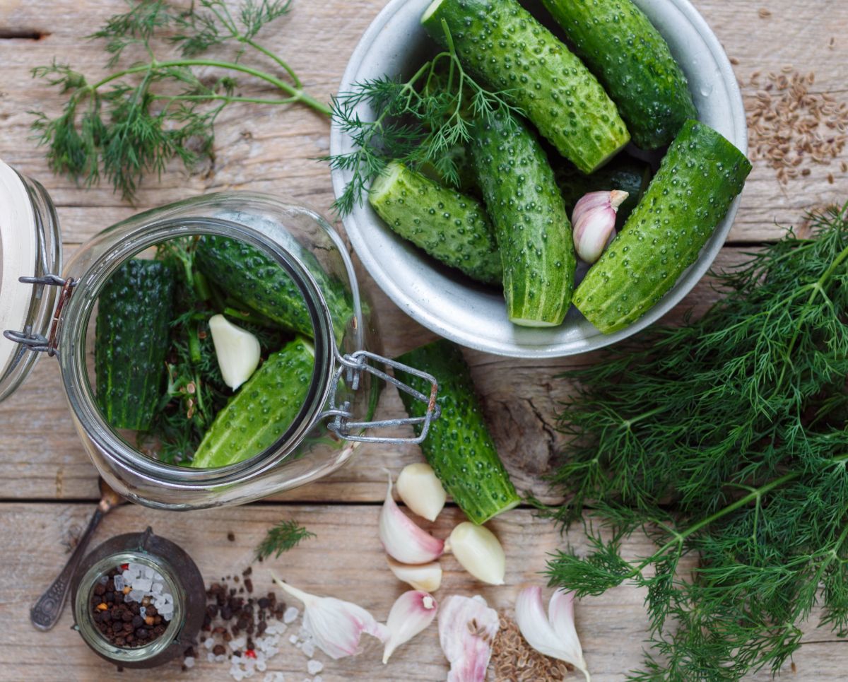 Crispy cucumbers are packed into jars to make pickles