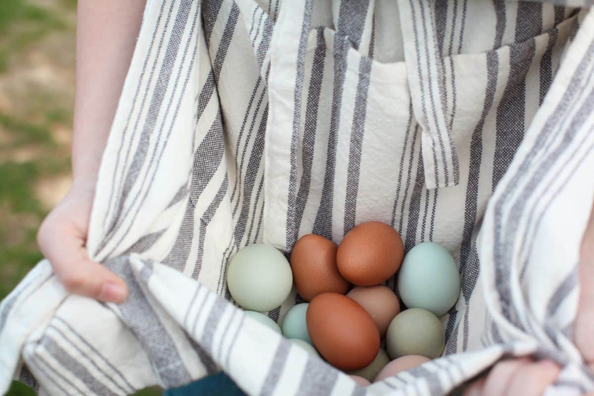 A gardener with a gathering apron filled with eggs.