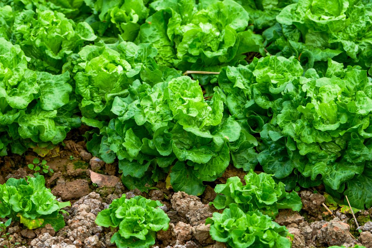 Lettuce is grown in heavy clay soil