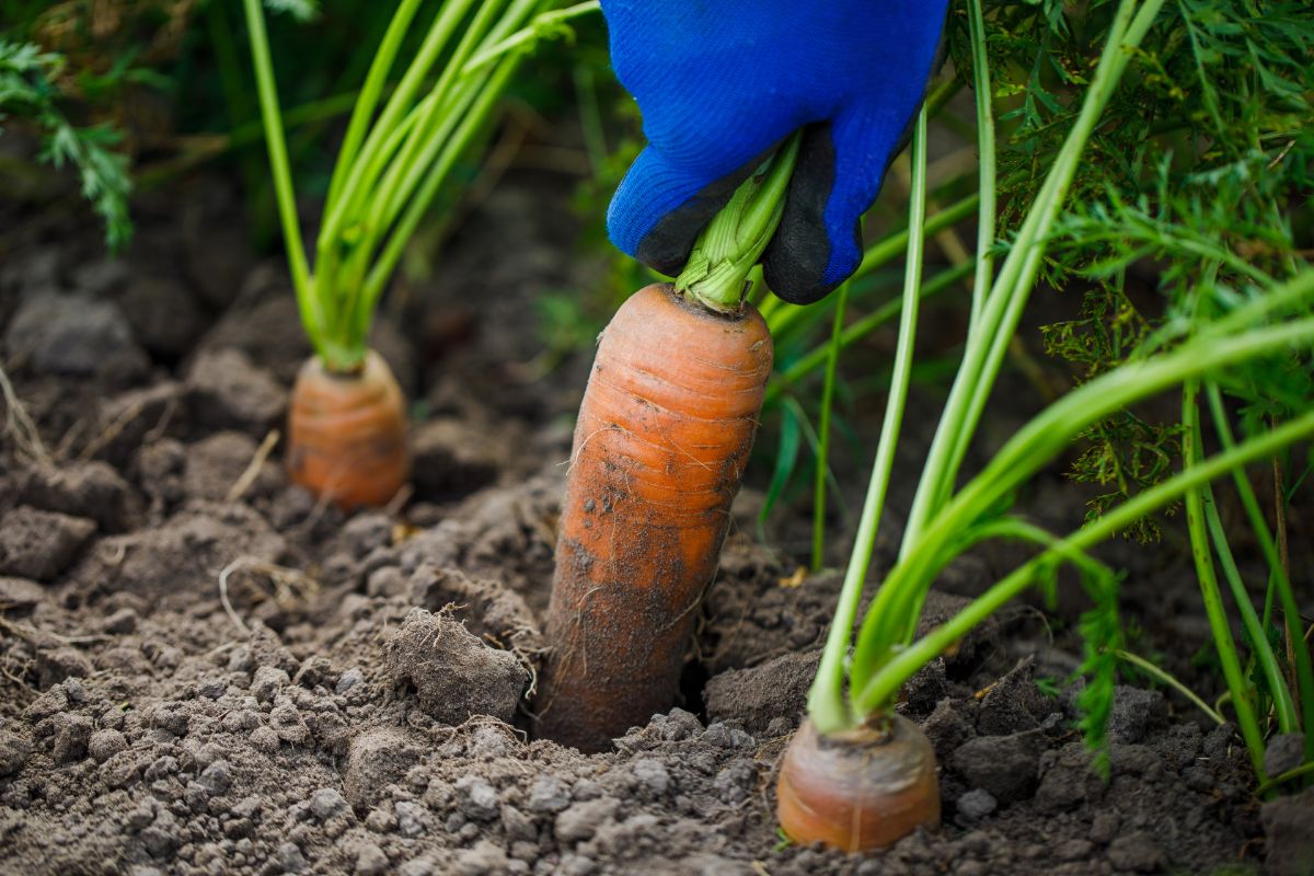 A gardener twists and pull carrots at harvest