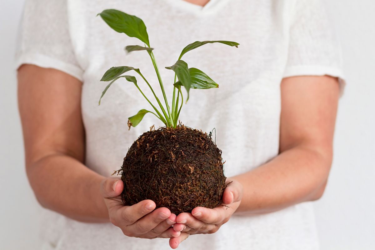 Kokedama ball formed from soil