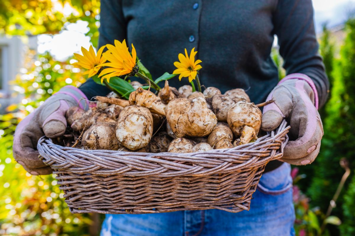 A basket of newly harvested sunchokes