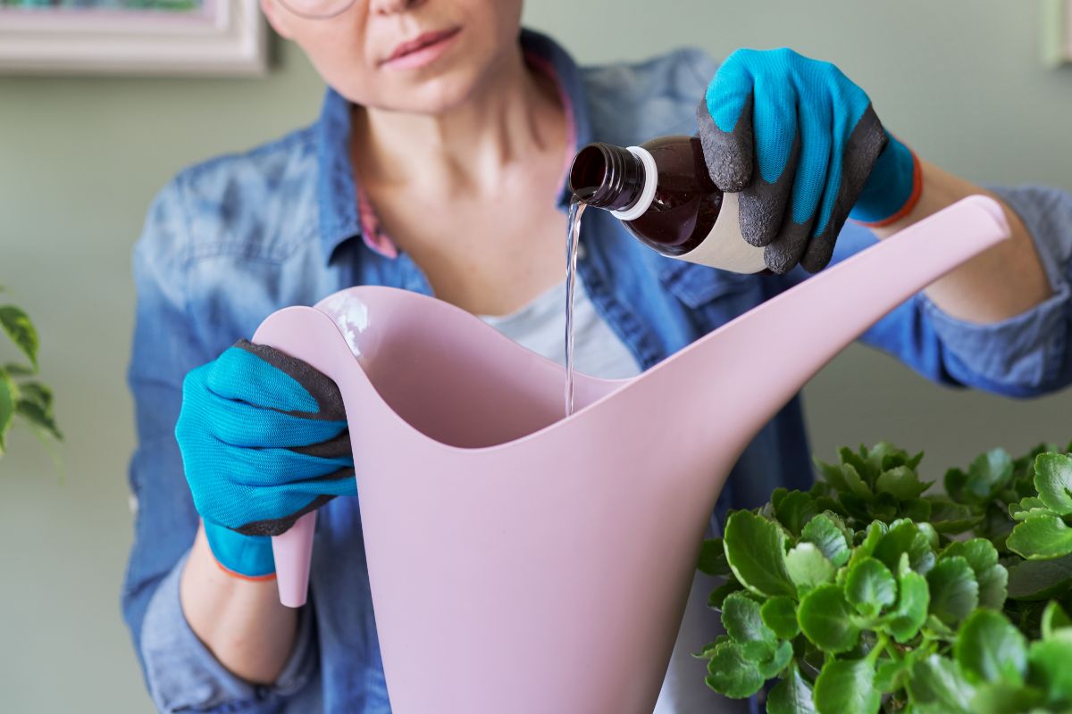 A woman dilutes all purpose houseplant fertilizer for her Christmas cactus