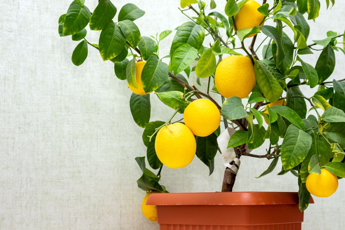 A potted mini lemon tree