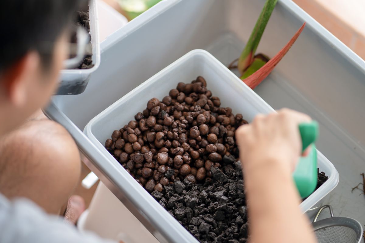 LECA clay pebbles soaking before planting