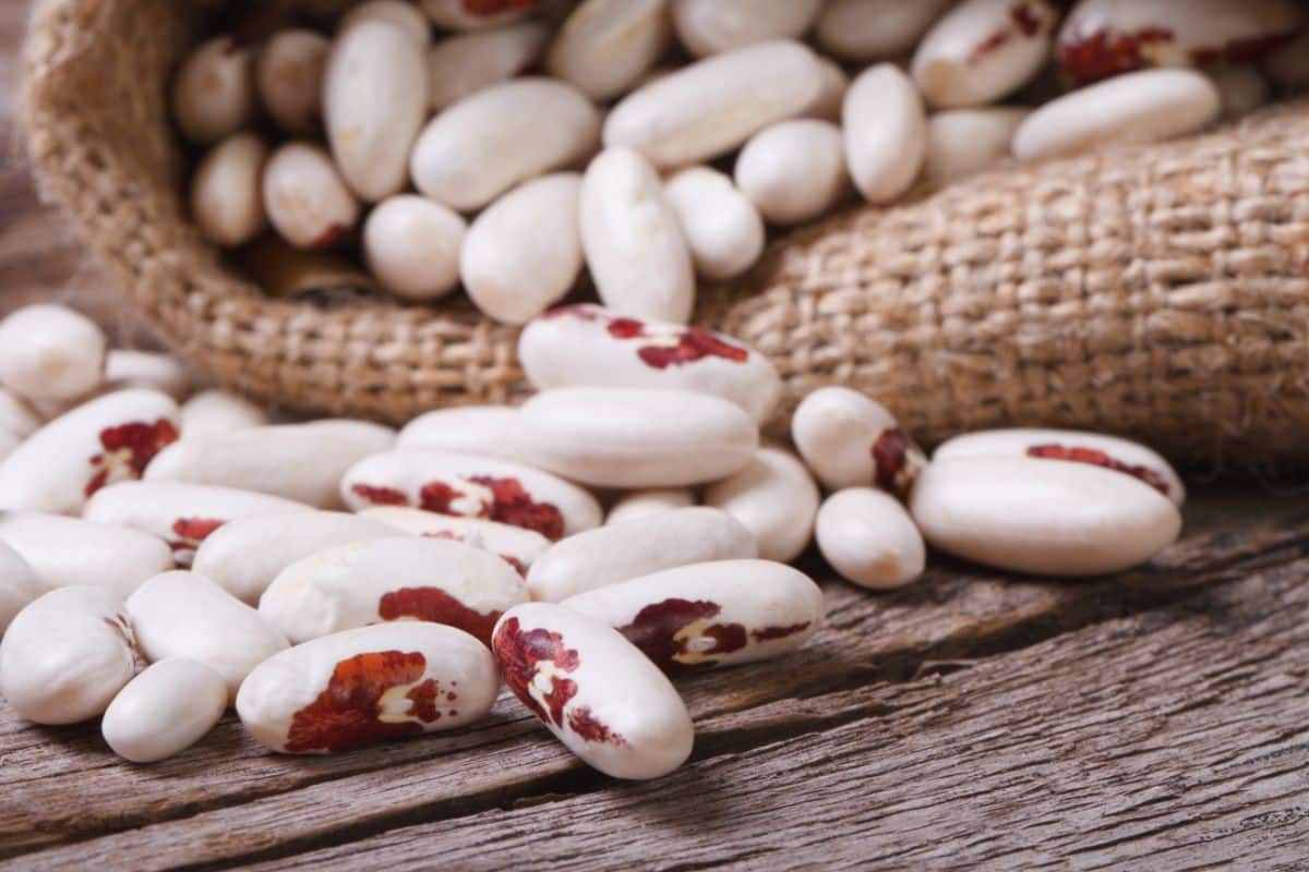 Soldier beans, heirloom white kidney variety