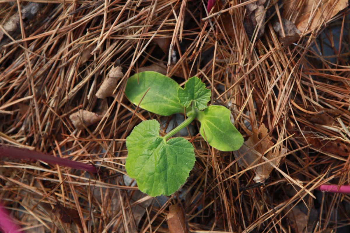 Pine needle mulch surrounds a squash plant