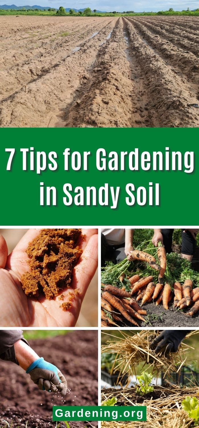 7 Tips for Gardening in Sandy Soil - Gardening