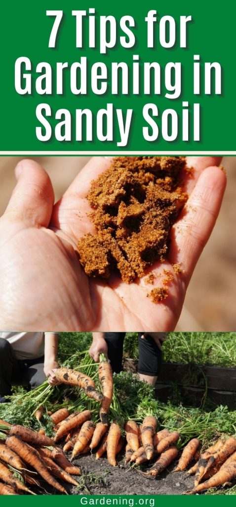 7 Tips for Gardening in Sandy Soil pinterest image.