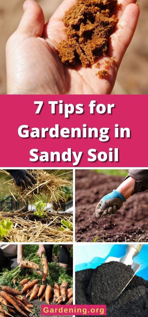 7 Tips for Gardening in Sandy Soil pinterest image.