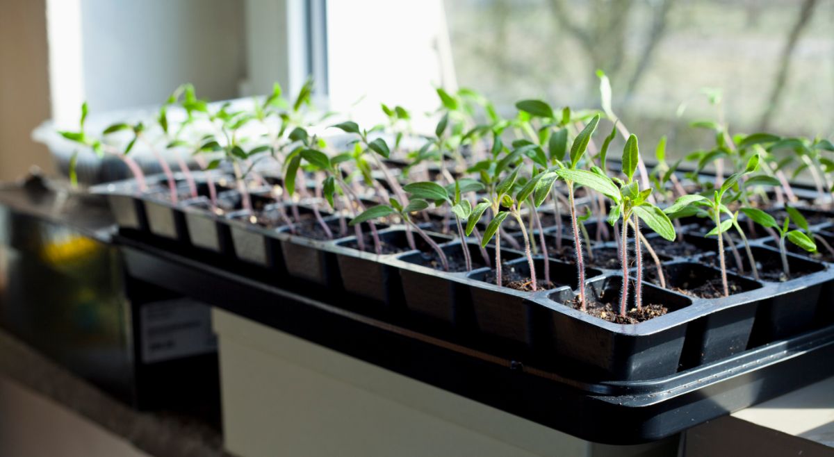 Tomato seedlings in a window reaching for light