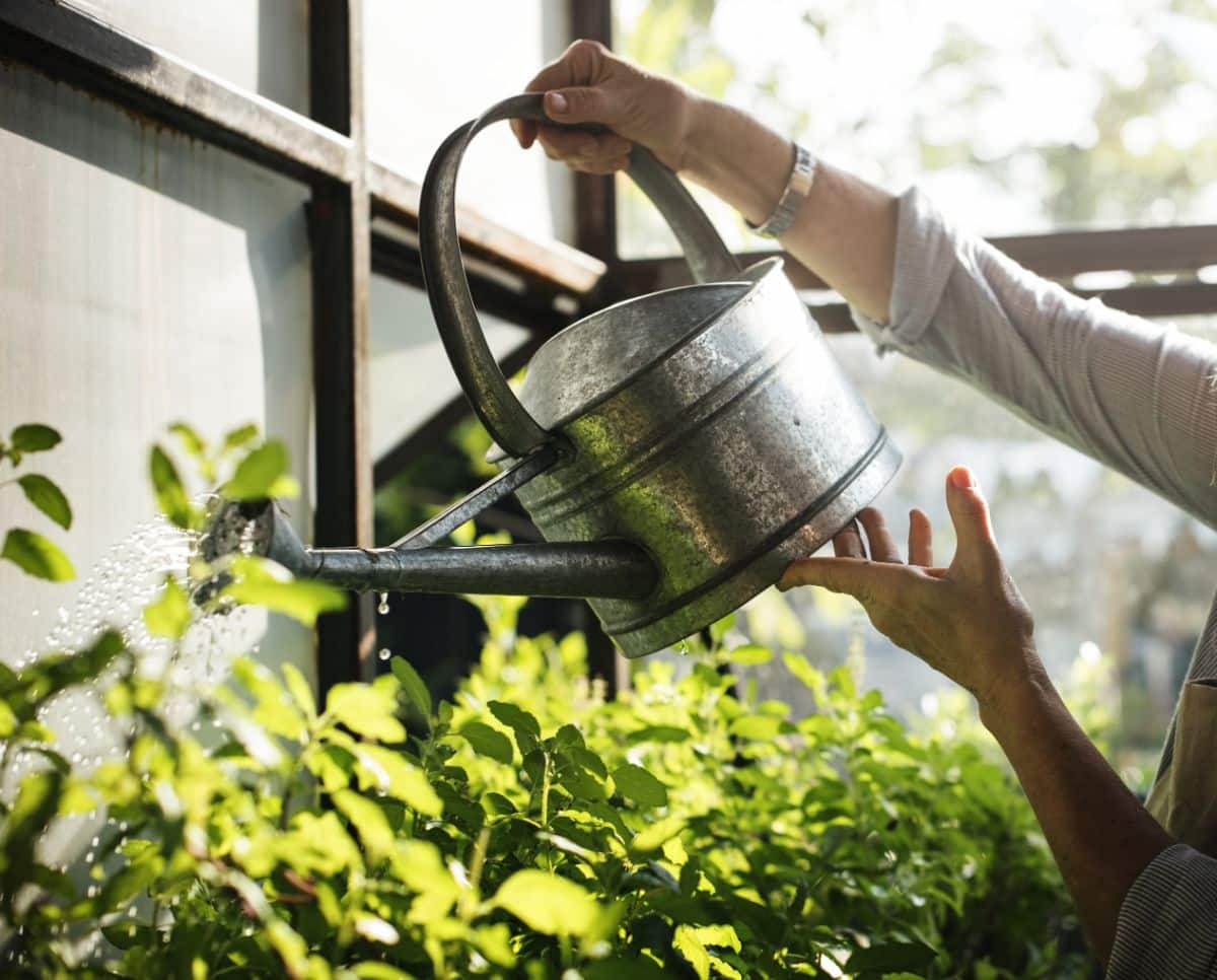 A woman waters plants with diluted compost tea