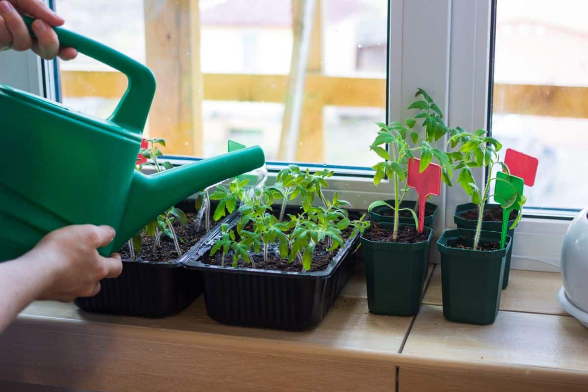 Watering trays of seedlings with a watering can 