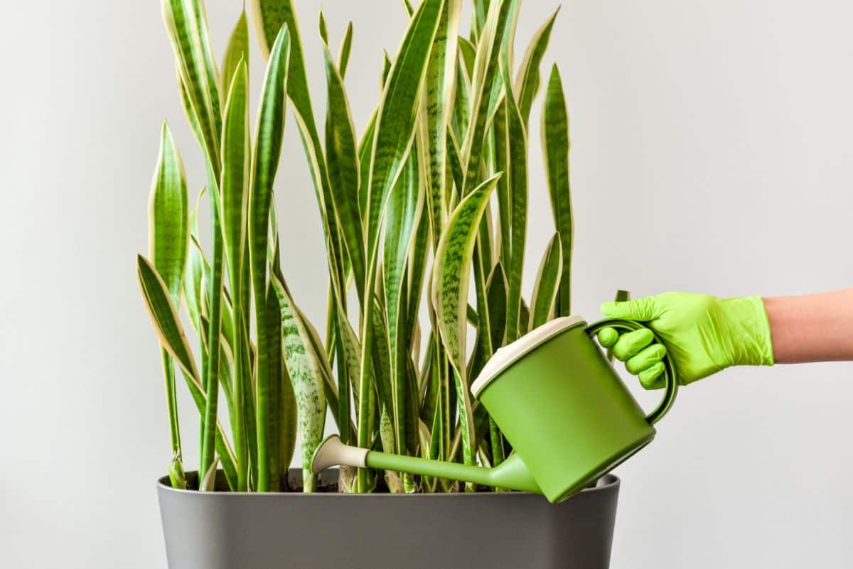 A person watering a snake plant. Be careful not to overwater.