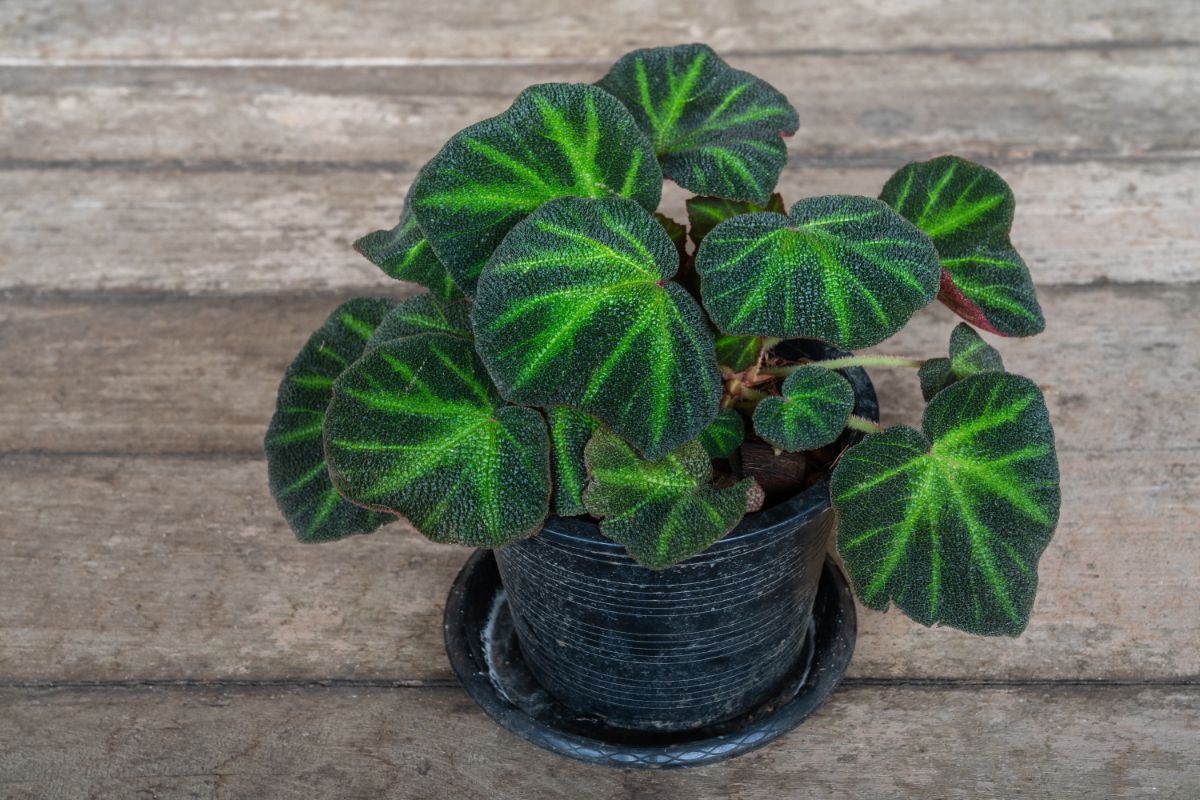 Begonia soli-mutata in a pot to be divided
