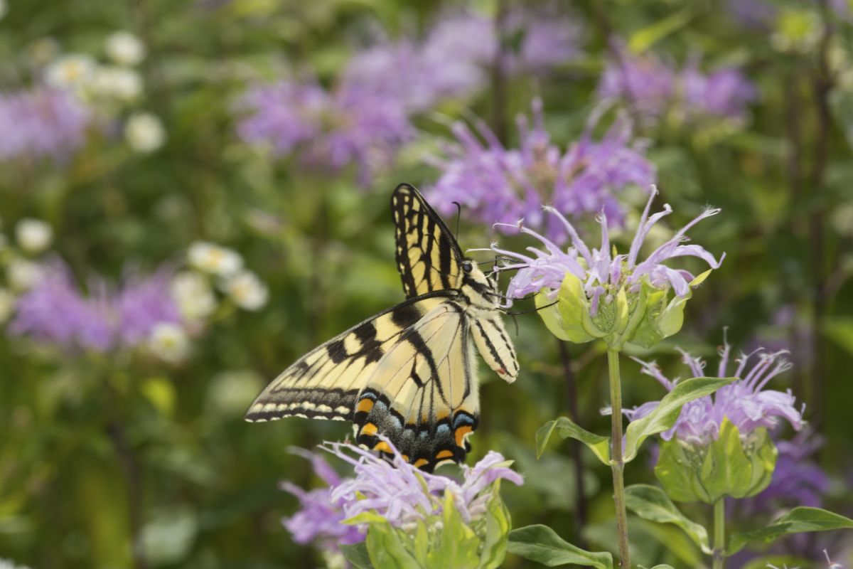A butterfly lands on a bergamot flwoer
