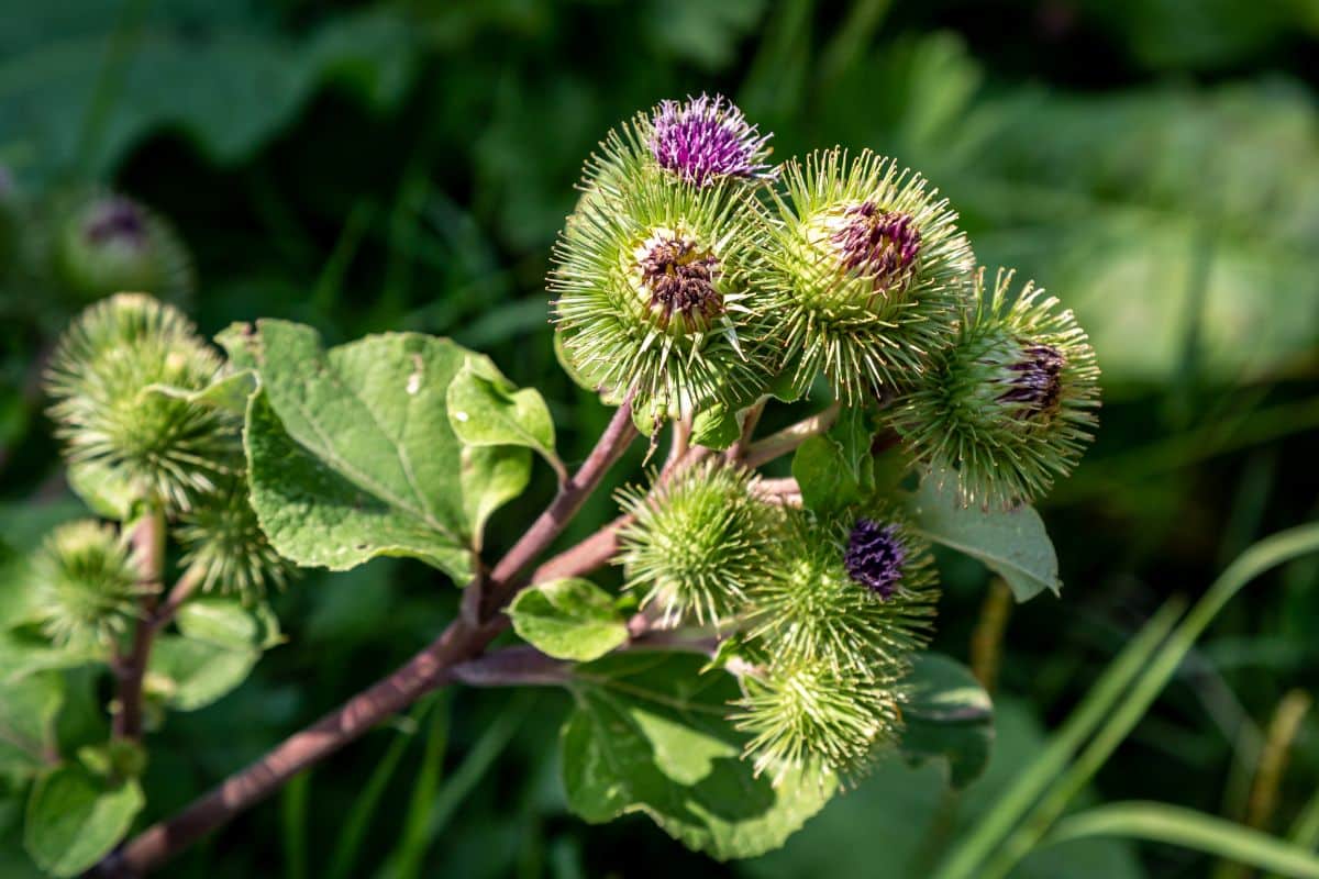 Spiky burrs on burdock plant