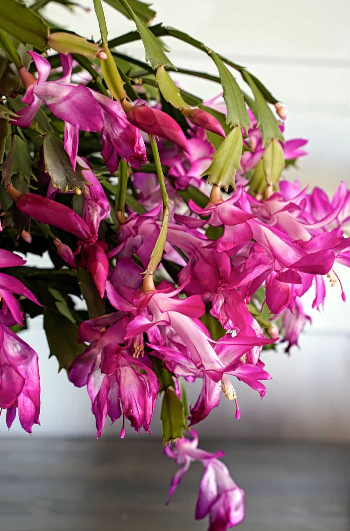 Closeup of a flush of abundant blooms on a Christmas cactus.