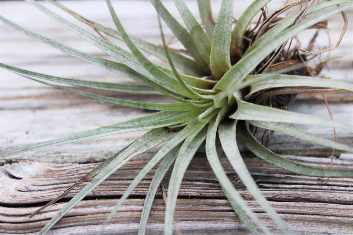 Didisticha air plant, a large variety of air plant