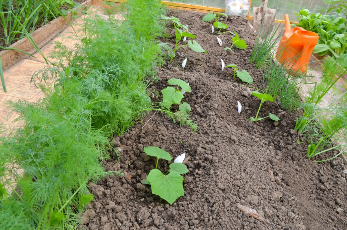 Dill is companion planted alongside cucumbers