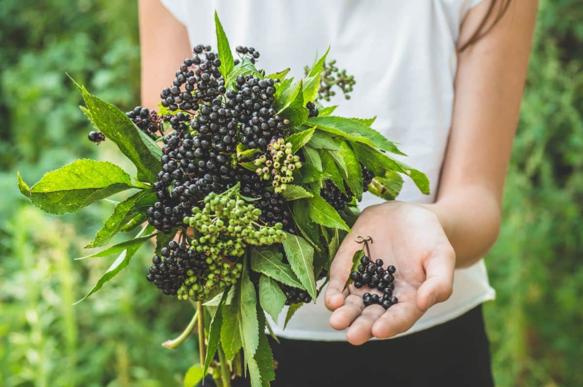 A woman holds bunches of elderberries