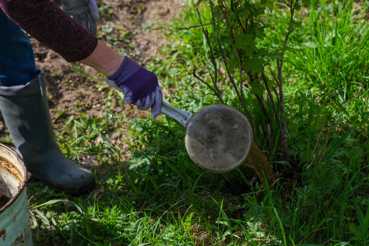 A woman pours pans of compost tea on a bush