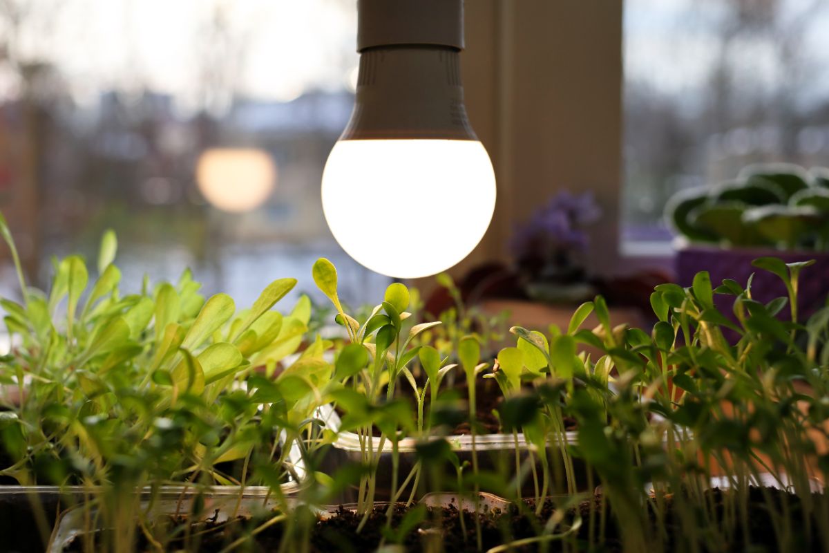 A grow light bulb hung closely above seedlings