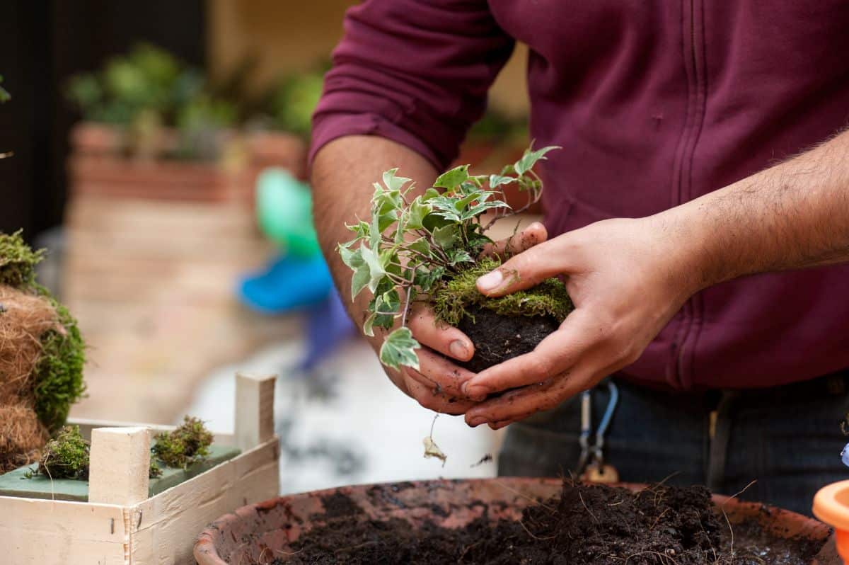 a Kokedama soil ball is covered in moss