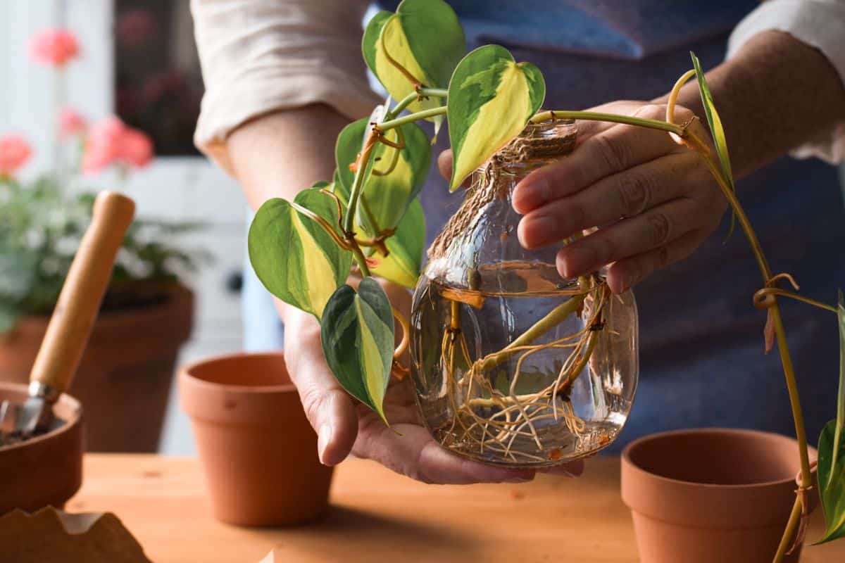 A rooted pothos plant in a jar