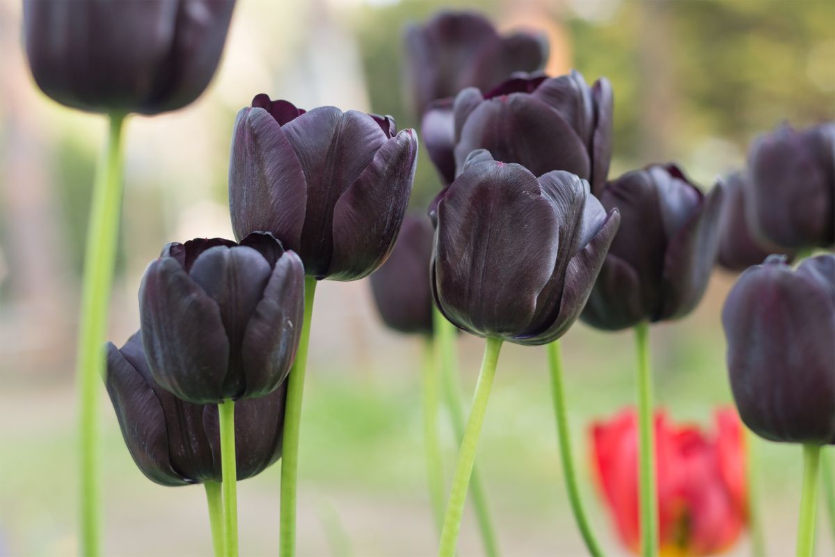 Queen of the night black tulip