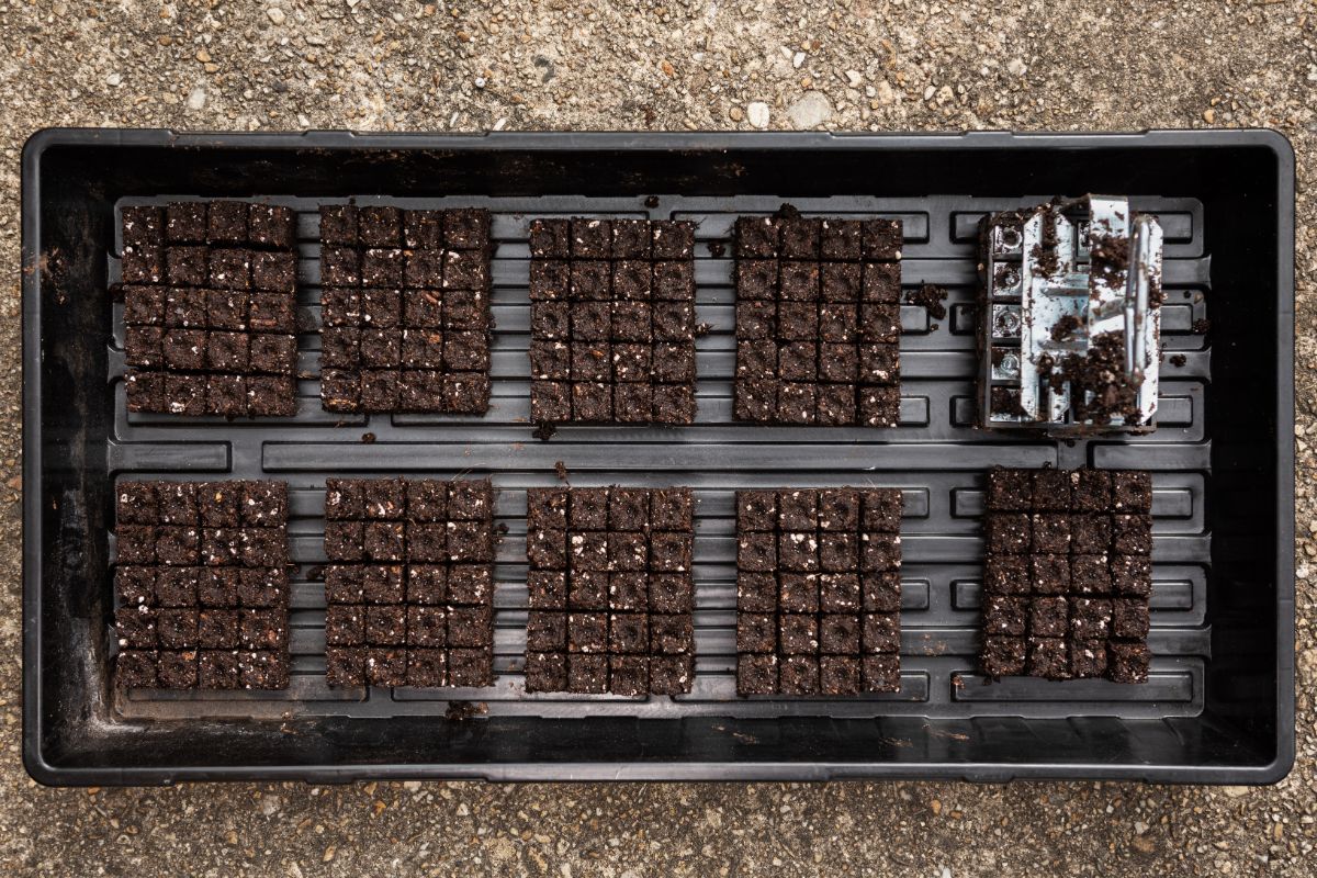 A planting tray with bricks of soil blocks