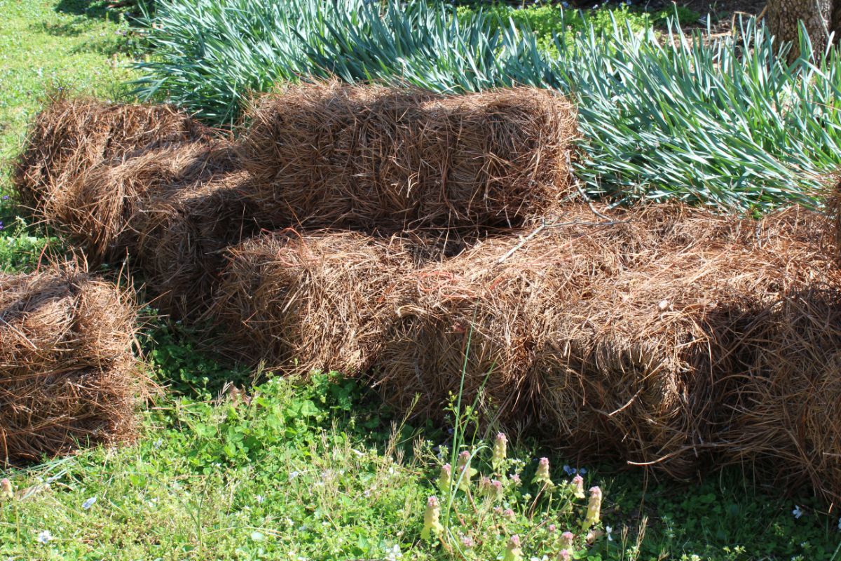 Bales of baled pine needles for mulch