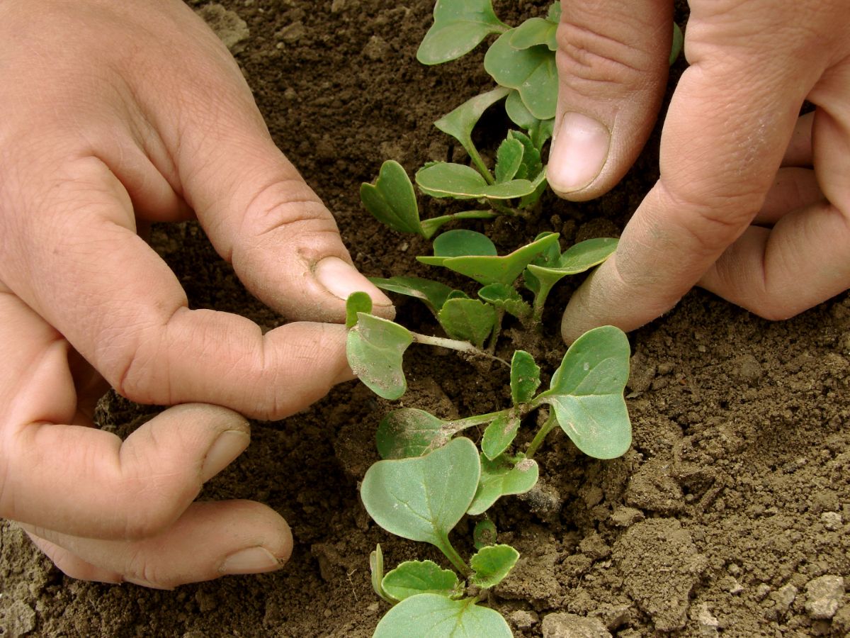 A gardener thinning out seedlings to increase airflow to prevent damping off disease